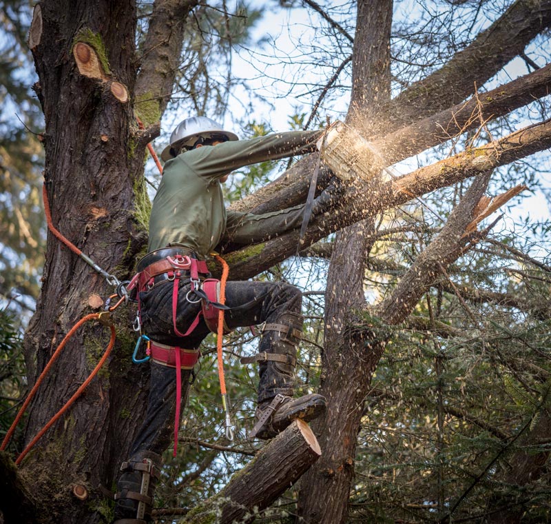 Poole's Tree Experts | Gray Court, SC | Professional Landscaping & Tree Service | removing limbs from tree